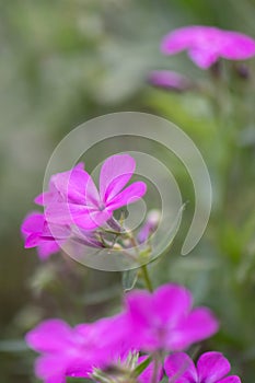 Owny phlox, Phlox pilosa ssp. riparia, purple flowers