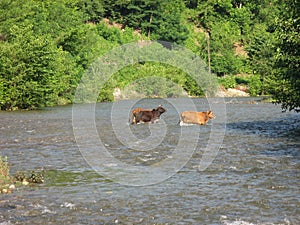 ows crossing river countryside farmer