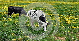 ÃÂ¡ows graze on the field