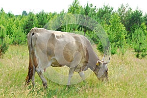 Ð¡ows graze in the meadow.