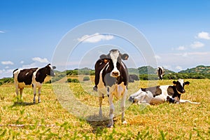 Ð¡ows grazing in the farmland