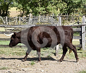 Ox