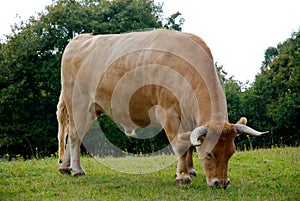 Ox