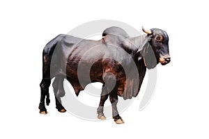 Ox bull looing straight ahead photo