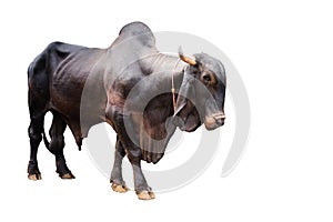 ox bull looing straight ahead photo