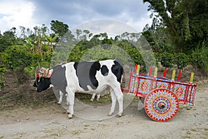 Ox Cart and Cows on Coffee Plantation in Costa Rica, Travel