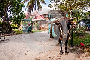 Ox Cart, La Digue, Seychelles