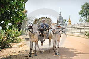 Ox cart with local man and hay on road in front of Wat Krabi Riel Pagoda, Siem Reap Province, Cambodia