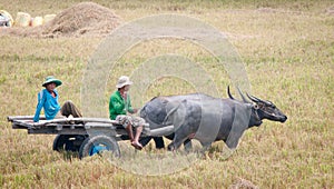 Ox cart on the paddy rice field in Vietnam