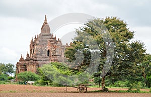 Ox cart ploughing the furrow in Bagan, Myanmar