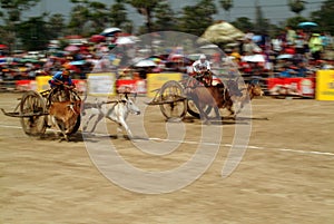 Ox cart racing in Thailand.