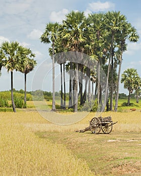 Ox Cart by Rice Field