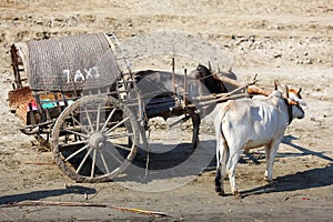 Ox cart taxi transportation in Myanmar