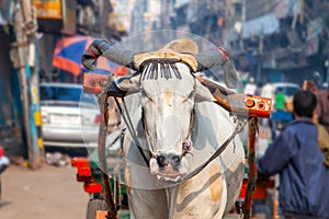 Ox cart transportation on early morning in Delhi, India