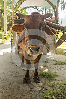 Ox cartfor people transportation in La Digue Island, Seychelles