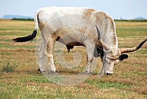 Ox in countryside photo