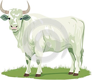 OX COW VECTOR STAND ON GRASS