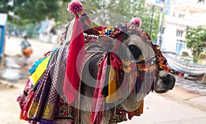 An ox is decorated with various stuffs looking religiously traditional