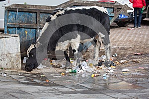 Ox eating garbage in Lhasa Tibet on street