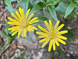 Ox-eye / Buphthalmum salicifolium / WeidenblÃ¤ttrige Ochsenauge, Weidenblatt-Rindsauge, Buphthalme Ã  feuilles de saule