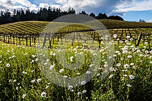 Ox-Eye Daisies Growing Near Vineyards in Dry Creek Valley