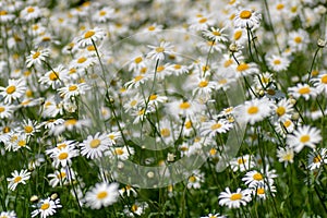 Ox-eye daisies Leucanthemum vulgare