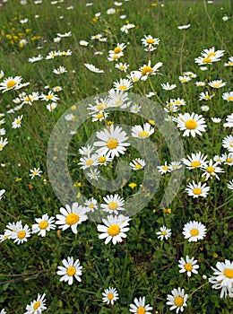 Ox Eye Daisies