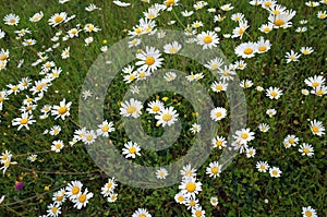 Ox Eye Daisies in a meadow