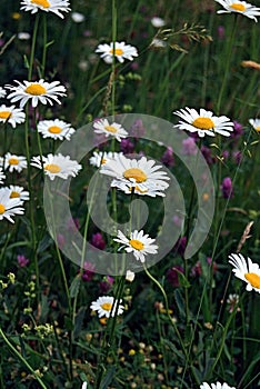 Ox-eye daisies on meadow
