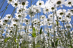 Ox-eye daisies in summer
