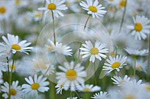 Ox-eye daisies in summer