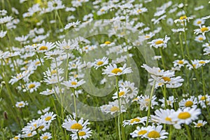 Ox-eye daisy flowers blooming in a meadow