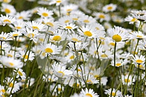 Ox-eye Daisy (Leucanthemum vulgare) in garden photo