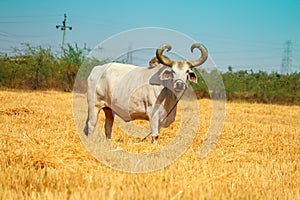 Ox on a farm, looking straight ahead.ox bull in Indian cattle farm, indian ox selective focus photo