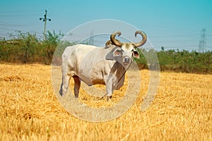 Ox on a farm, looking straight ahead.ox bull in Indian cattle farm, indian ox selective focus