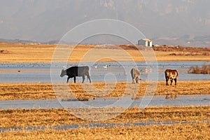 Ox feeding at lake's edge