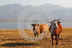 Ox feeding at lake's edge