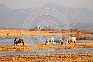 Ox feeding at lake's edge