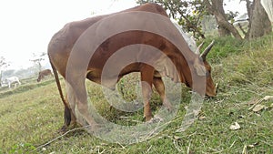 A ox is gazing in a field