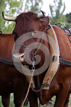 Ox with harness