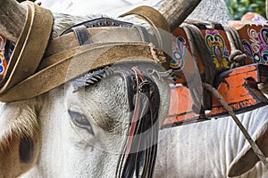 Ox head in typical costarrican harness