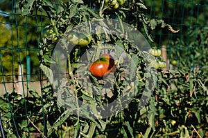 Ox heart tomatoes in an ecological garden with mulching and biodegradable link, Solanum lycopersicum, cuor di bue