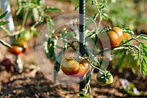 Ox heart tomatoes in an ecological garden with mulching and biodegradable link, Solanum lycopersicum, cuor di bue