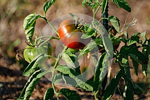 Ox heart tomatoes in an ecological garden with mulching and biodegradable link, Solanum lycopersicum, cuor di bue