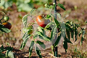 Ox heart tomatoes in an ecological garden with mulching and biodegradable link, Solanum lycopersicum, cuor di bue