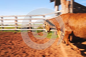 Ox jumping out of the corral