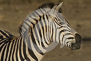 Ox Pecker on Zebra