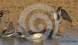 Ox-peckers bathing.