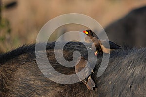 An Ox Peckers Lunch