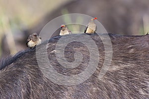 Ox peckers resting on cape buffalo's back